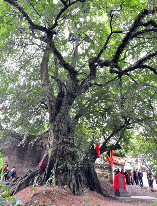 Năm cây thị gần 700 tuổi từng là nơi trú ẩn của bộ đội thời chiến tranh