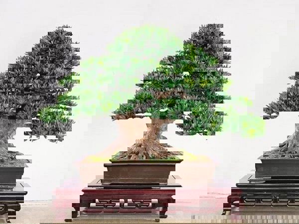 Chăm sóc Bonsai đúng kỹ thuật cho cây phát triển tốt