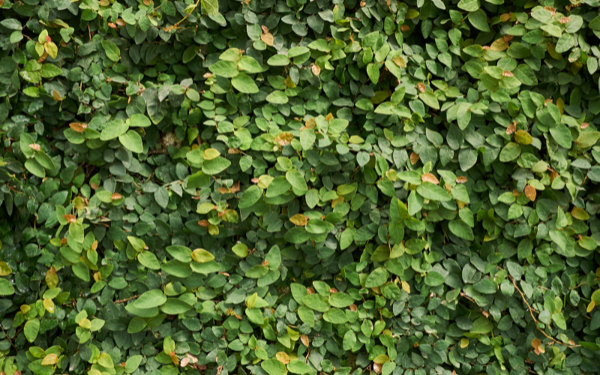 5 điều cấm kỵ phong thủy khi trồng cây cảnh: Mọi người cần biết trước khi 