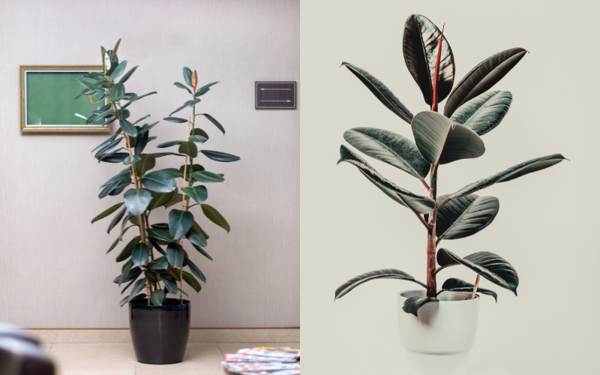 Nên đặt cây đa búp đỏ ở đâu trong nhà để may mắn, thịnh vượng?