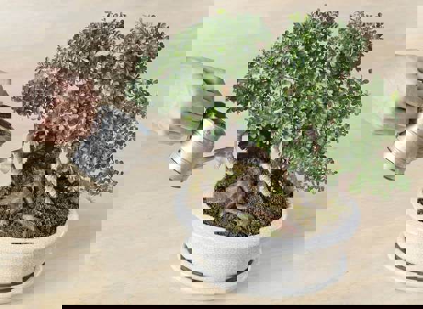 Những lưu ý khi trồng và chăm sóc bonsai mini