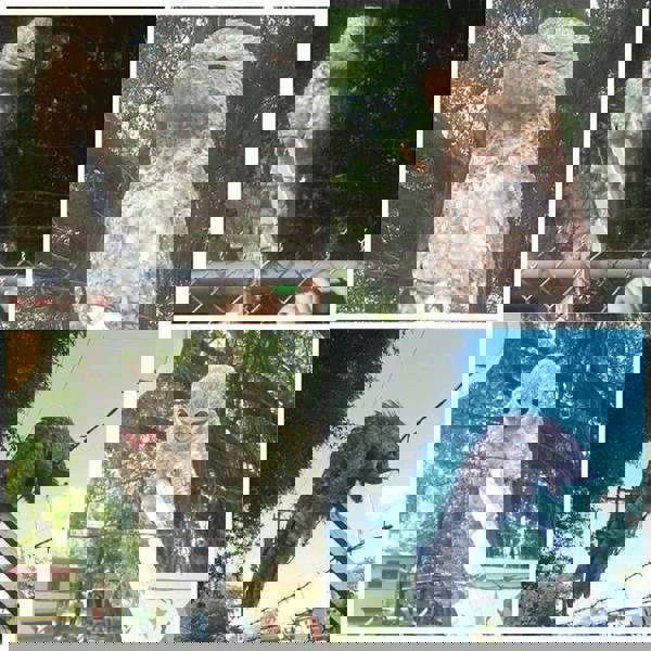 Những loại động vật lạ kỳ nhất thế giới