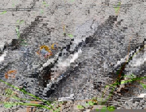 Tội ác ẩn nấp trong những cơn gió mùa