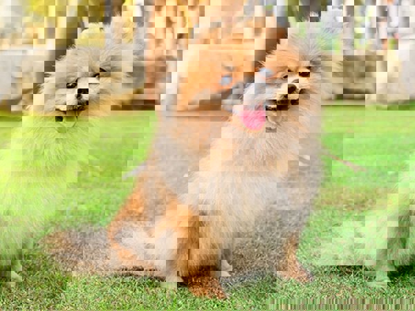 Những chú chó dễ thương nhất thế giới