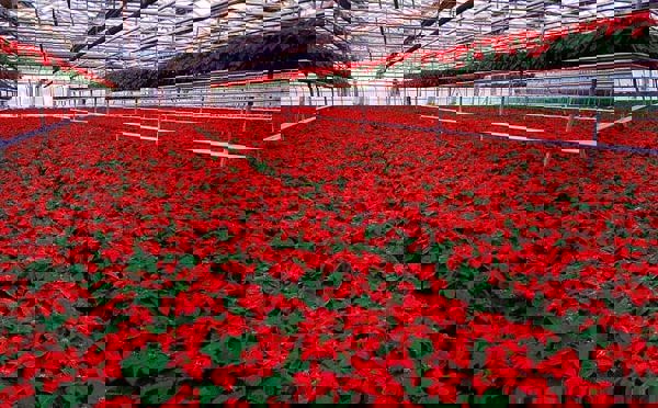 Hướng dẫn kỹ thuật  trồng và chăm sóc hoa Trạng Nguyên