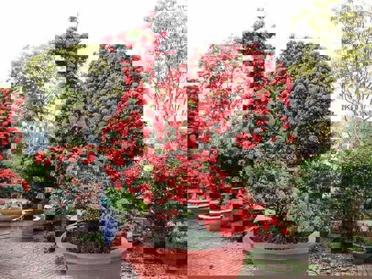 Những linh vật khủng tạo hình từ hàng trăm cây hoa mẫu đơn