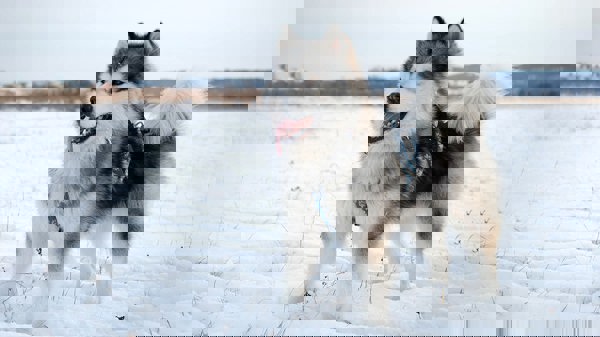 Tìm hiểu kinh nghiệm, Cách chọn chó Alaska con thuần chủng