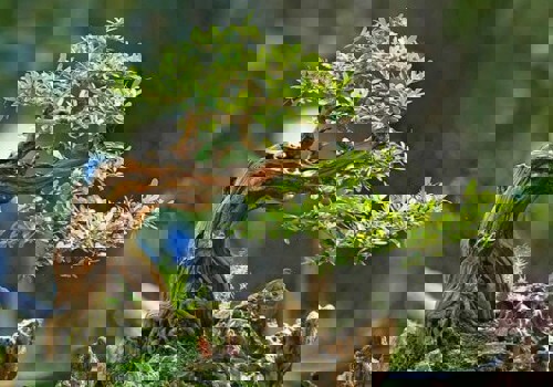 Cách tạo dáng thế cây bonsai cơ bản