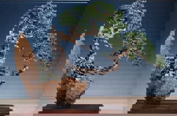 Một số tác phẩm Bonsai được yêu thích (phần 2)