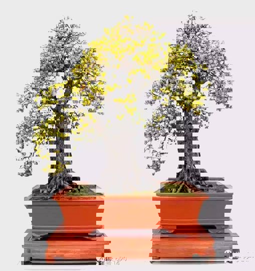 Một số tác phẩm bonsai được yêu thích (phần 3)