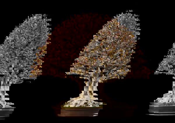 Một số tác phẩm bonsai được yêu thích (phần 4)