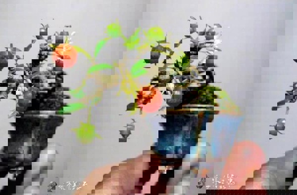 Một số tác phẩm shohin bonsai đẹp