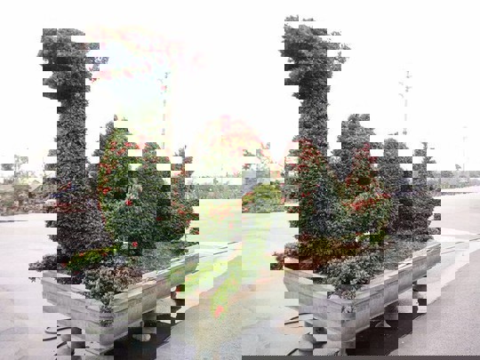 Phát triển sáng tạo cây thế Việt Nam hiện đại