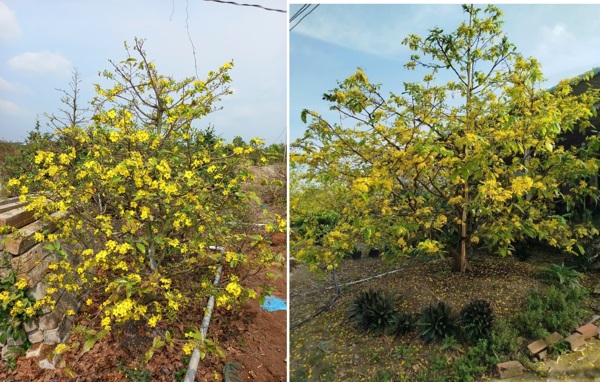 Tuyển chọn, nhân giống và ứng dụng IOT trong sản xuất mai vàng tại Long An