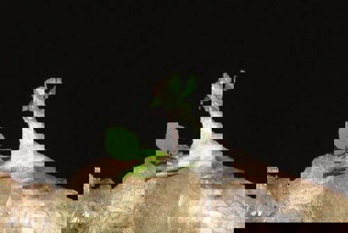 Dùng bánh tráng gạo để ghép cây Bonsai