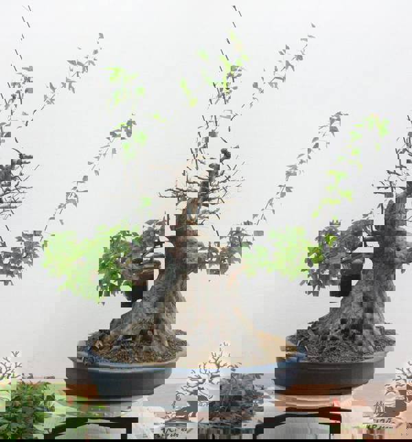 Trồng bonsai bằng phương pháp Ghép cành xuyên qua thân cây