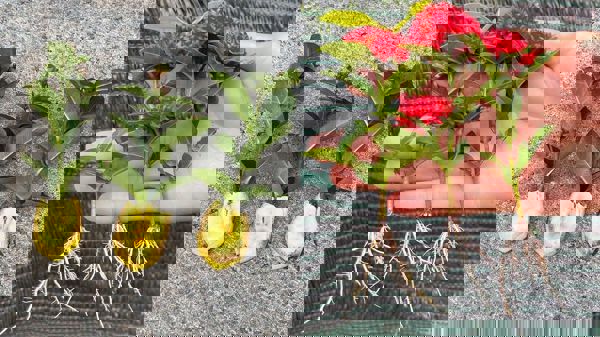 Kỹ thuật trồng và chăm sóc cây mẫu đơn ta cho hoa nở quanh năm