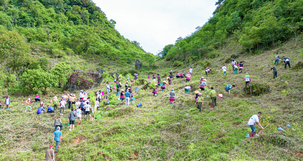 Hợp tác đa bên vì rừng xanh lên
