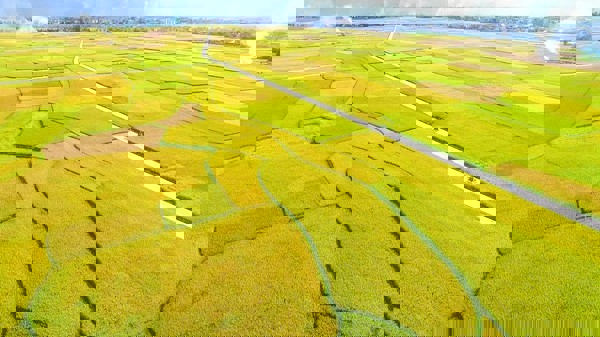 HẠT LÚA VÀNG MÙA XUÂN ĐẤT NƯỚC