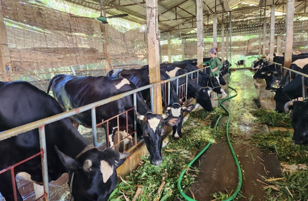 Vĩnh Thịnh - điểm sáng về chăn nuôi bò sữa 