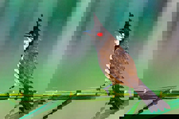 Quá trình chim chào mào thay lông