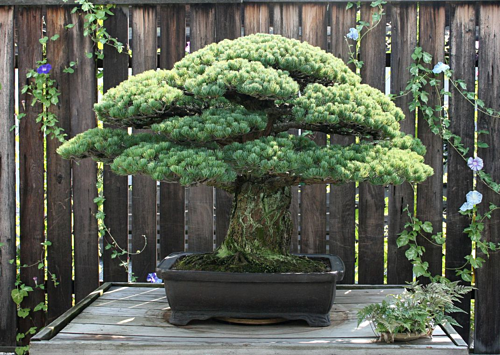 Cận cảnh cây bonsai hơn 400 tuổi sống sót sau vụ ném bom nguyên tử ở Nhật Bản