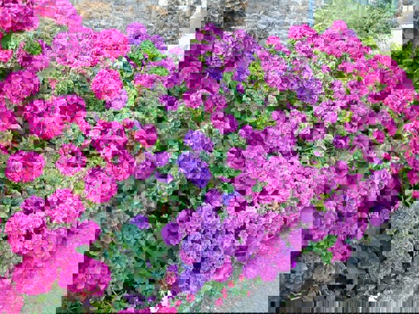 Kỹ thuật trồng và chăm sóc hoa cẩm tú cầu cho sắc hoa theo ý muốn