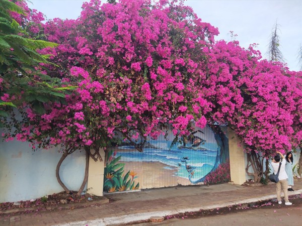 Kỹ thuật nhân giống và tạo hoa giấy nhiều màu