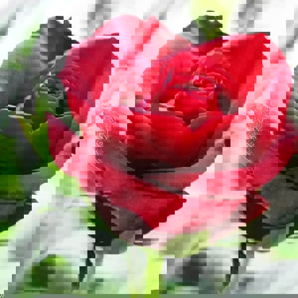 Để hoa hồng trồng trong chậu ra hoa to và nở nhiều đúng vào dịp tết