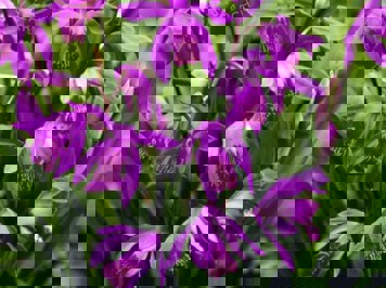 Bạch Cập- Cây Hoa, cây thuốc quý Việt Nam