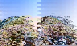 Ngắm hoa Chi Pâu trên nóc nhà Yên Bái 