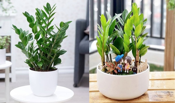 Phú quý nhờ cây kim tiền