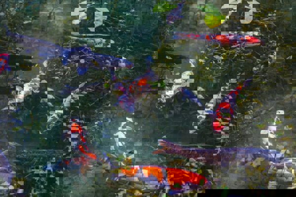 Cá Koi - Lịch sử và ý nghĩa của chúng ở Nhật Bản