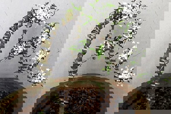 Kỹ Thuật Uốn cành cây cảnh