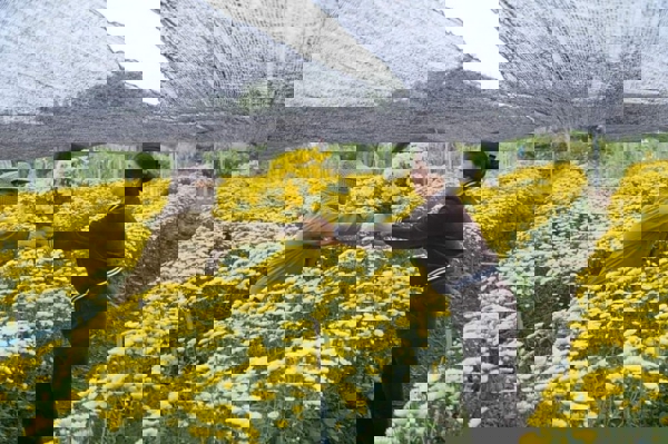 Làng hoa thị trấn Phố Lu chuẩn bị mùa Tết 2024