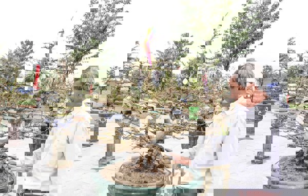 5.300 cây mai vàng Bình Định sẽ khoe sắc tại triển lãm xuân Giáp Thìn 2024