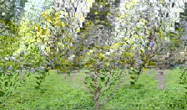 Kết quả nghiên cứu bảo tồn và phát triển giống mai vàng Huế (Hoàng Mai Huế)