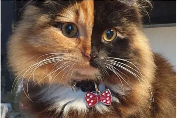 Những con mèo mặt hai màu kỳ lạ nổi tiếng nhất thế giới