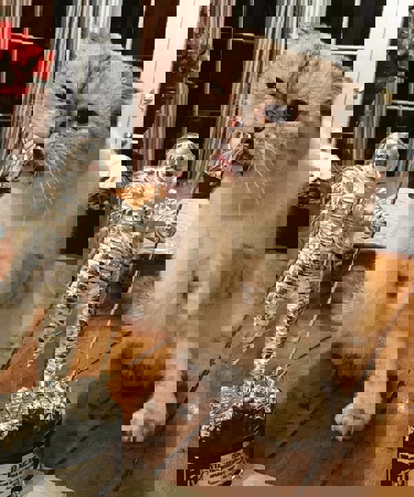 Những chú mèo giàu nhất thế giới