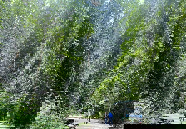 Tính cấp thiết của việc xây dựng bộ chỉ số về môi trường rừng