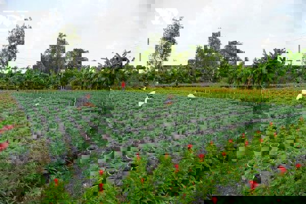 Nhà vườn tại TP.HCM tất bật chuẩn bị hoa Tết