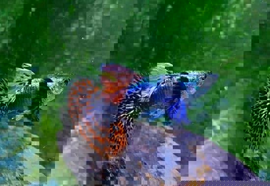 Cách nuôi cá bảy màu trong hồ xi măng