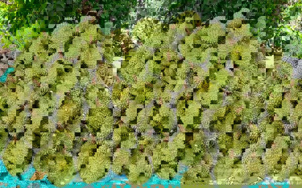 Vượt qua Thái Lan, sầu riêng Việt gặp đối thủ mới tại thị trường Trung Quốc