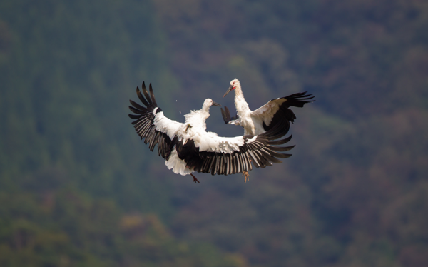 Lợi ích bất ngờ từ trào lưu ngắm chim hoang dã kết hợp du lịch sinh thái