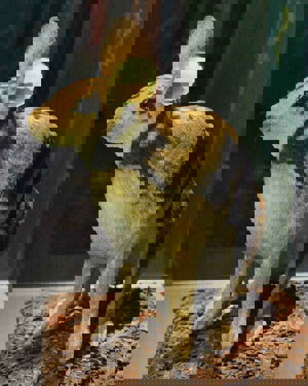 Thỏ vằn Trường Sơn – loài động vật cực kỳ quý hiếm trên thế giới