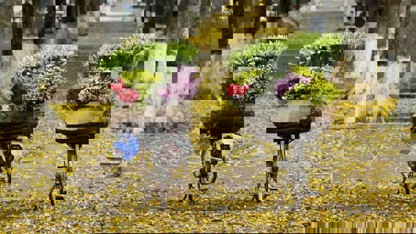 Lần đầu tổ chức Festival Thu Hà Nội