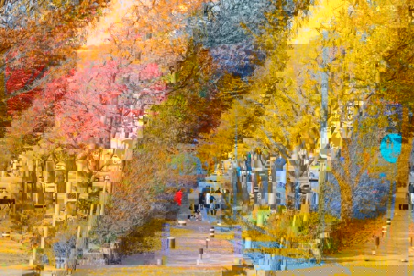 Mùa thu nhuộm vàng Hàn Quốc