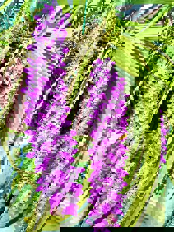 Vườn cây nhà Cao Cảnh 