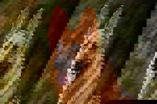 Chó Becgie – Người Bạn Trung Thành Bậc Nhất Của Con Người