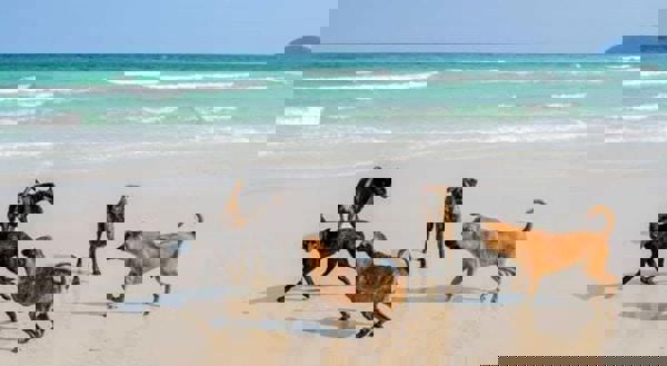 Bốn giống chó quý của Việt Nam